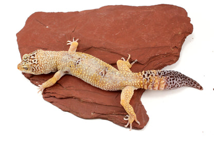 Blizzard Leopard Gecko - Regen Tail