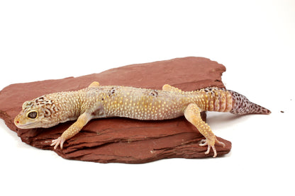 Blizzard Leopard Gecko - Regen Tail