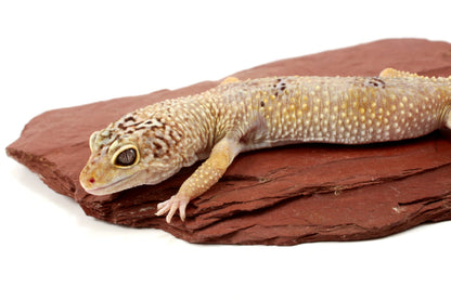 Blizzard Leopard Gecko - Regen Tail