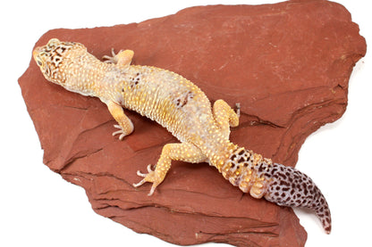 Blizzard Leopard Gecko - Regen Tail