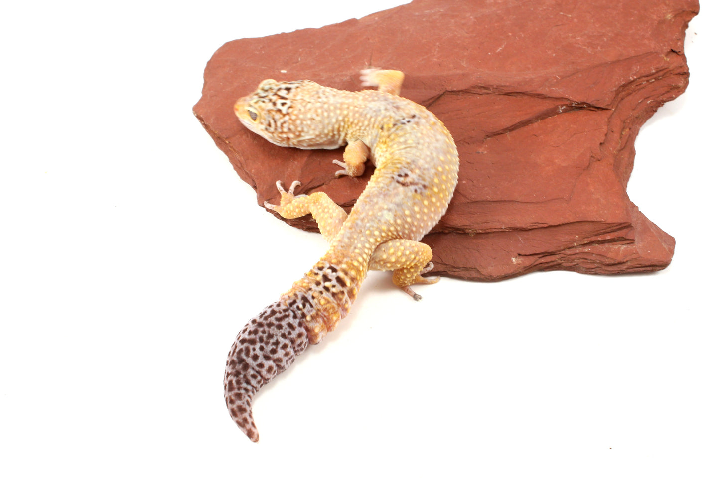 Blizzard Leopard Gecko - Regen Tail