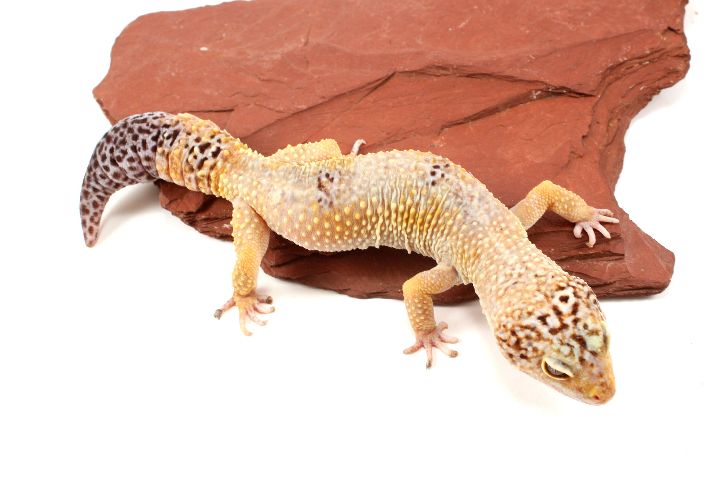 Blizzard Leopard Gecko - Regen Tail