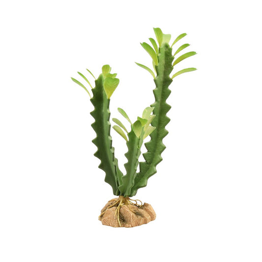 ZM Desert Flora Euphorbia