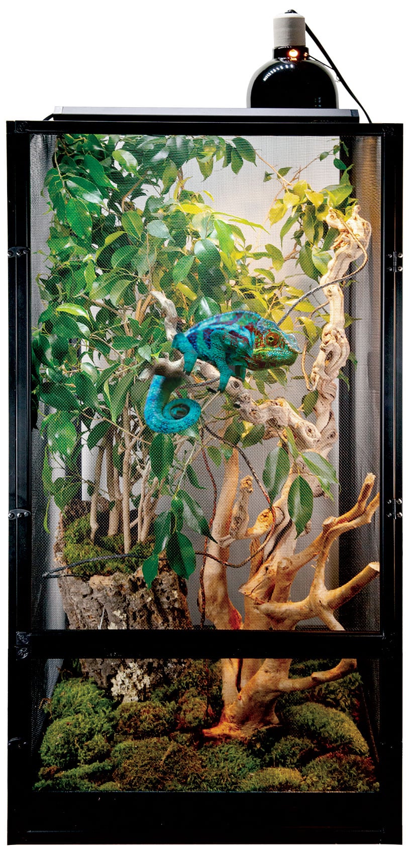 Jackson's Chameleon Chameleon Enclosure Setup Chameleon