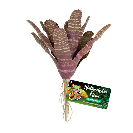 ZM Chestnut Bromeliad