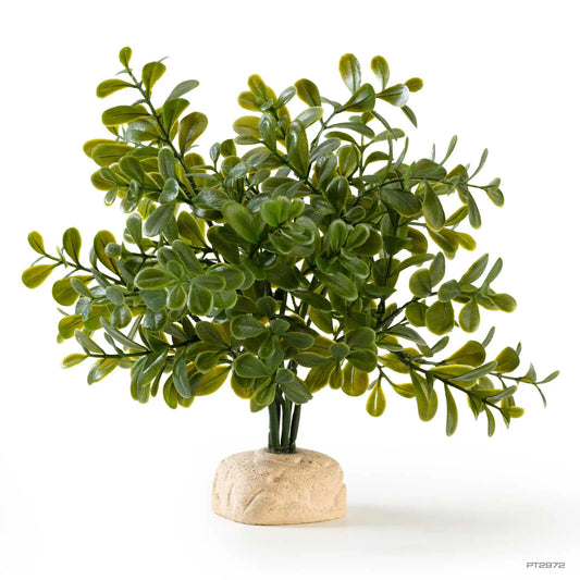 Exo Terra Calcarea Boxwood