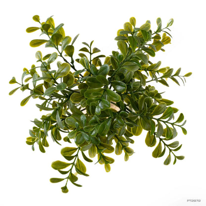 Exo Terra Calcarea Boxwood