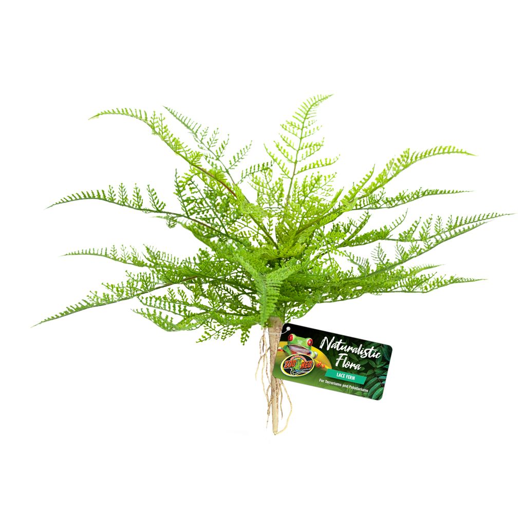 ZM Lace Fern