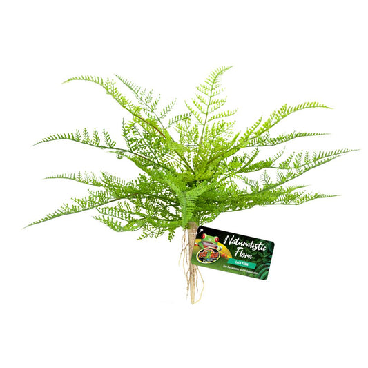 ZM Lace Fern