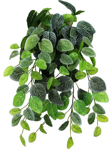 Pangea Hanging Bush Fittonia