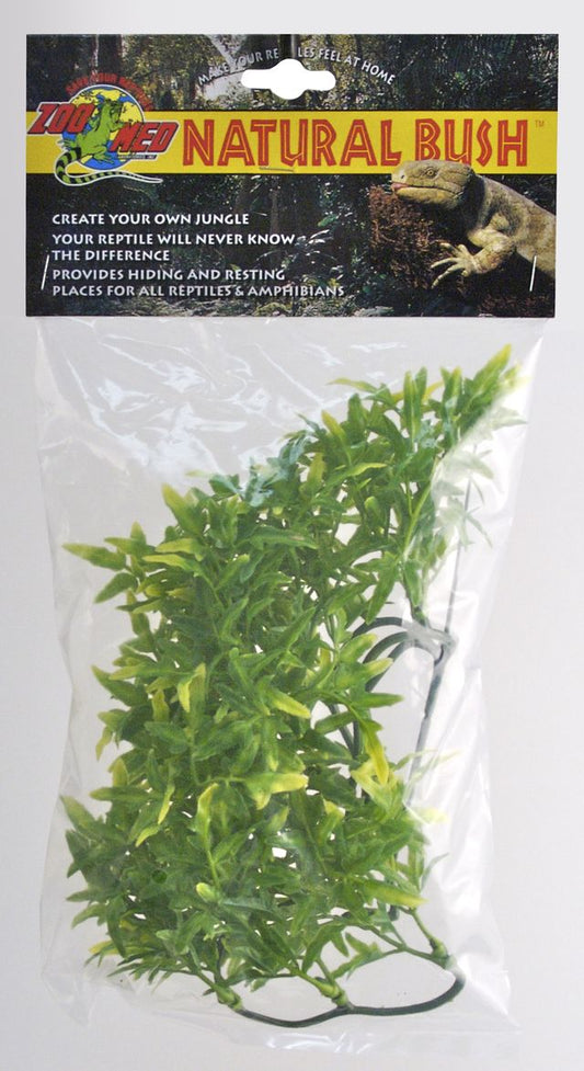 ZM Bolivian Croton