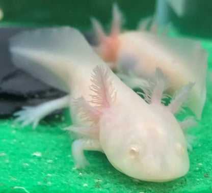 Leucistic Albino Axolotl
