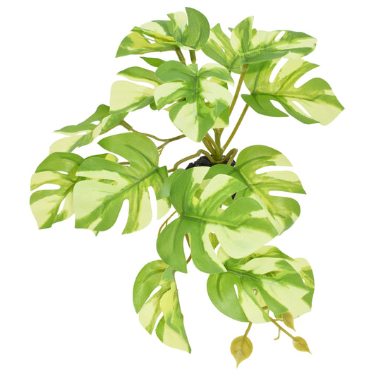 Komodo Standing Variegated Monstera