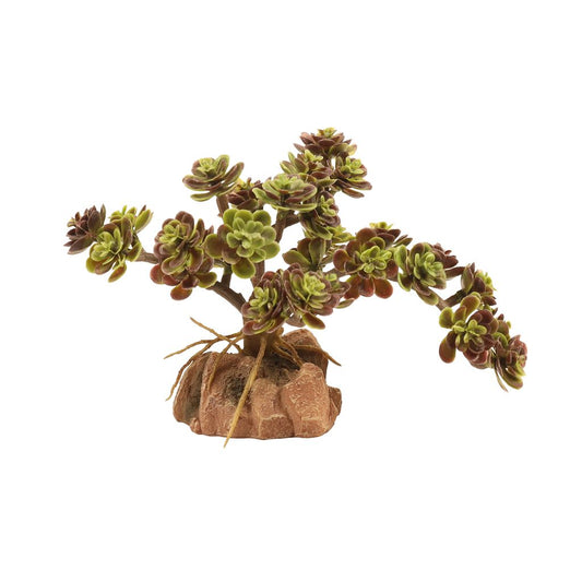 ZM Red Leaf Stonecrop