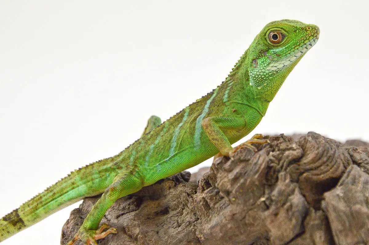 allreptiles-399_1_2