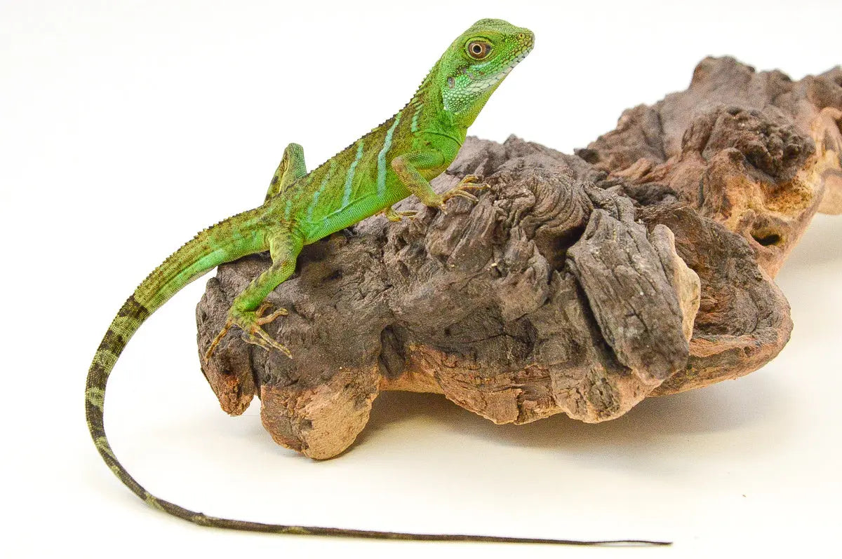 allreptiles-401_1_2
