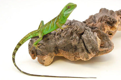 allreptiles-401_1_2