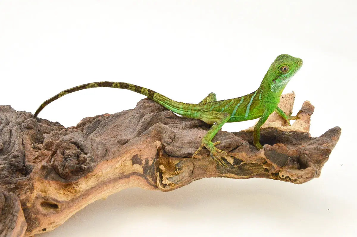 allreptiles-402_1_2