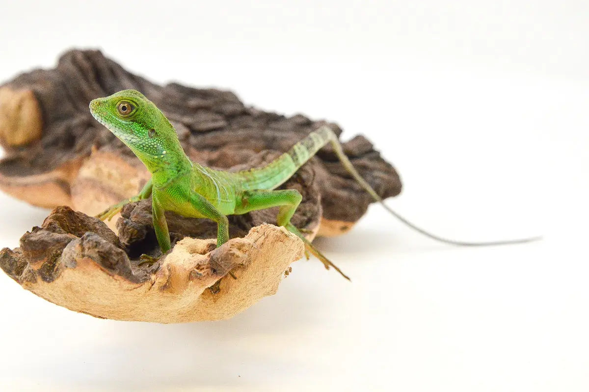 allreptiles-404_1_2