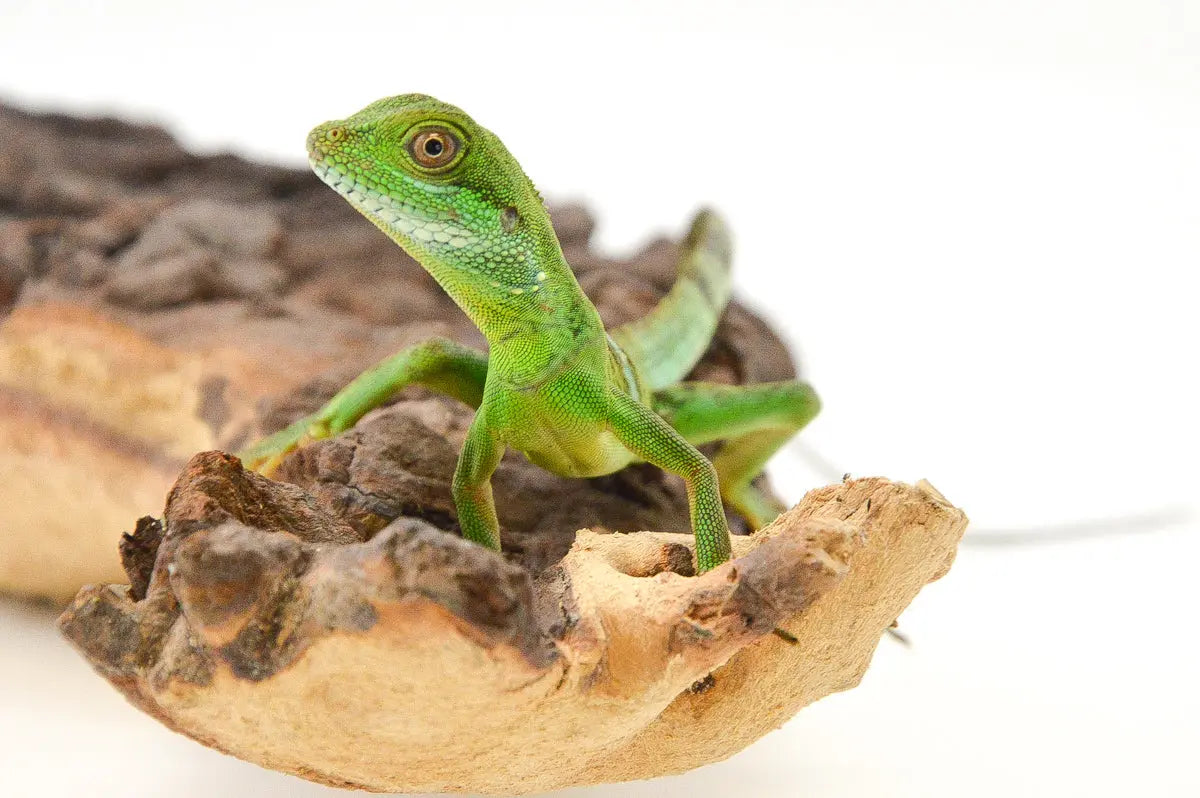 allreptiles-407_1_2