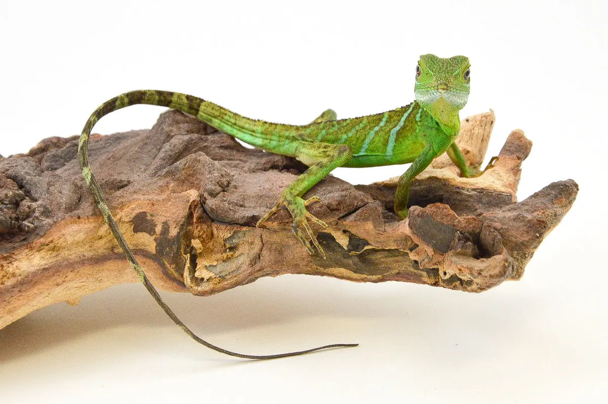 allreptiles-409_1_2