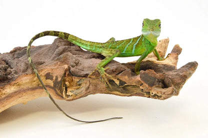 allreptiles-409_1_2