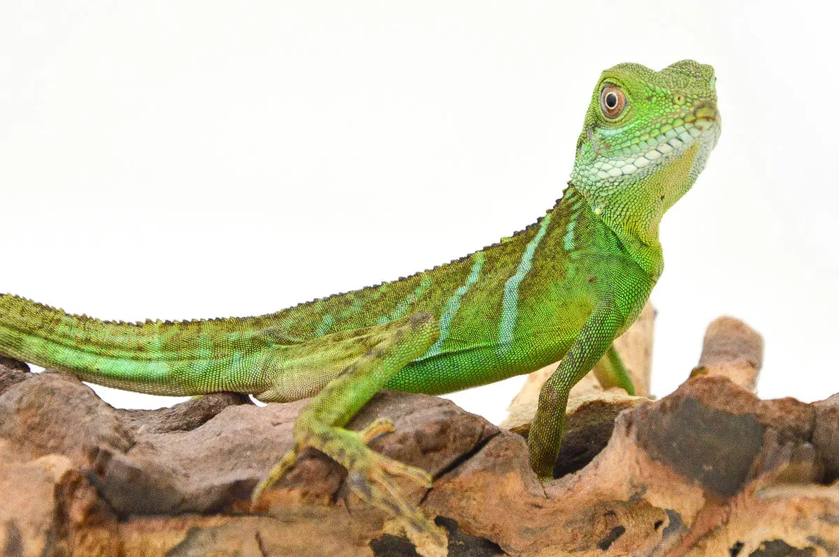 allreptiles-412_1_2