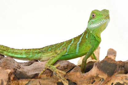allreptiles-412_1_2