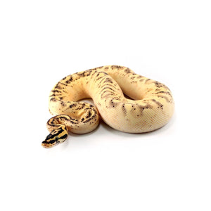 Tortoise Shell Ball Python Reptiles/Turtles & Tortoises - All Reptiles