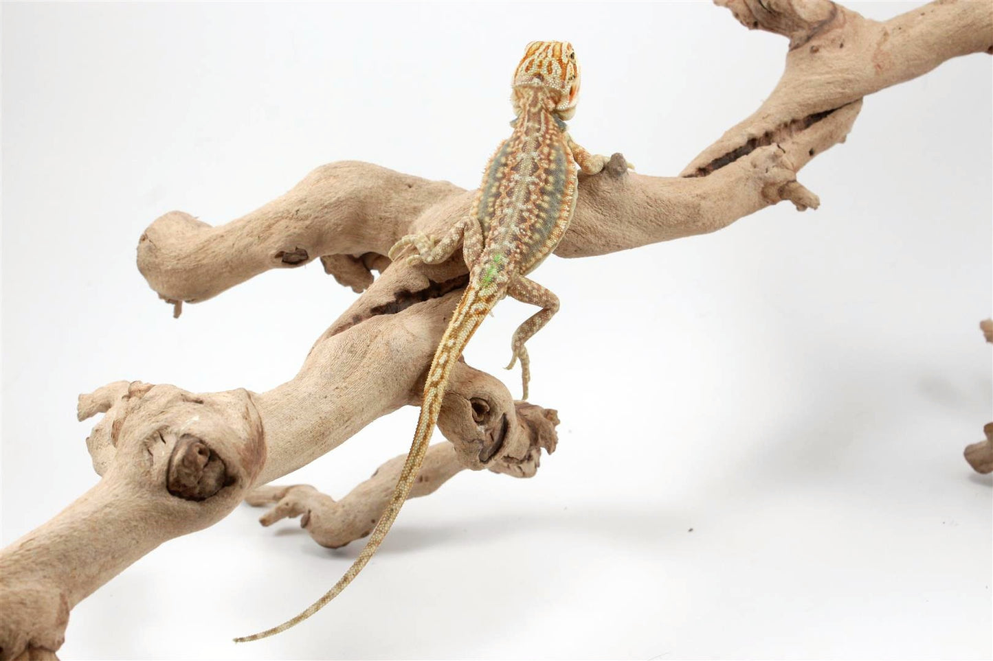 Hypo Citrus Leatherback Dunner Bearded Dragon