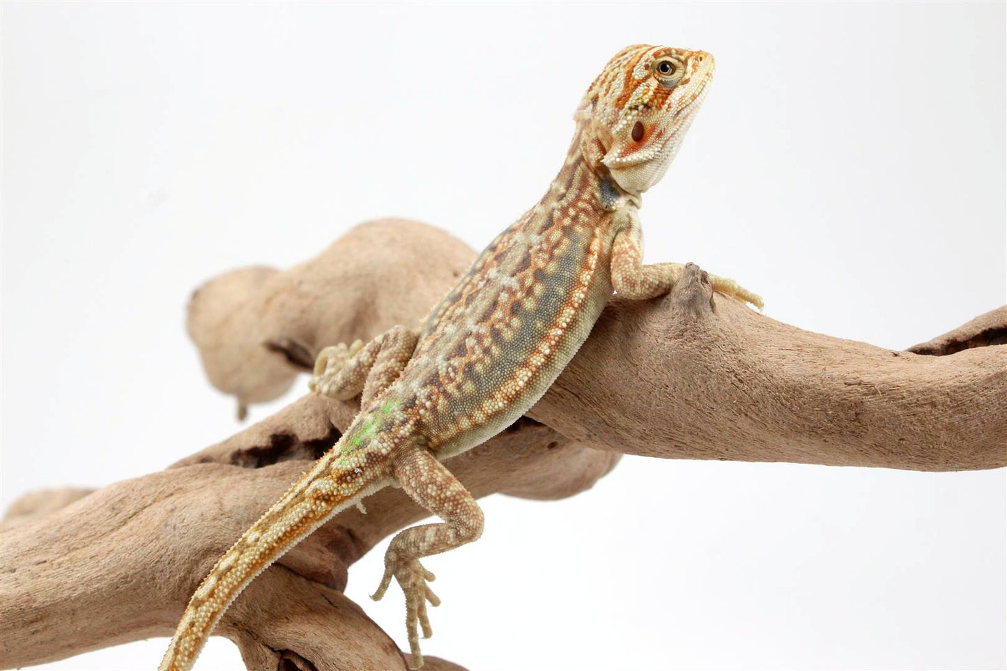 Hypo Citrus Leatherback Dunner Bearded Dragon