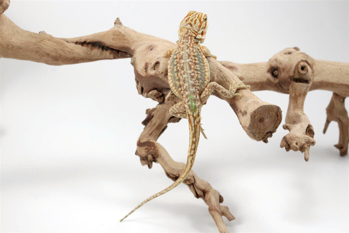 Hypo Citrus Leatherback Dunner Bearded Dragon
