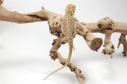 Hypo Citrus Leatherback Dunner Bearded Dragon