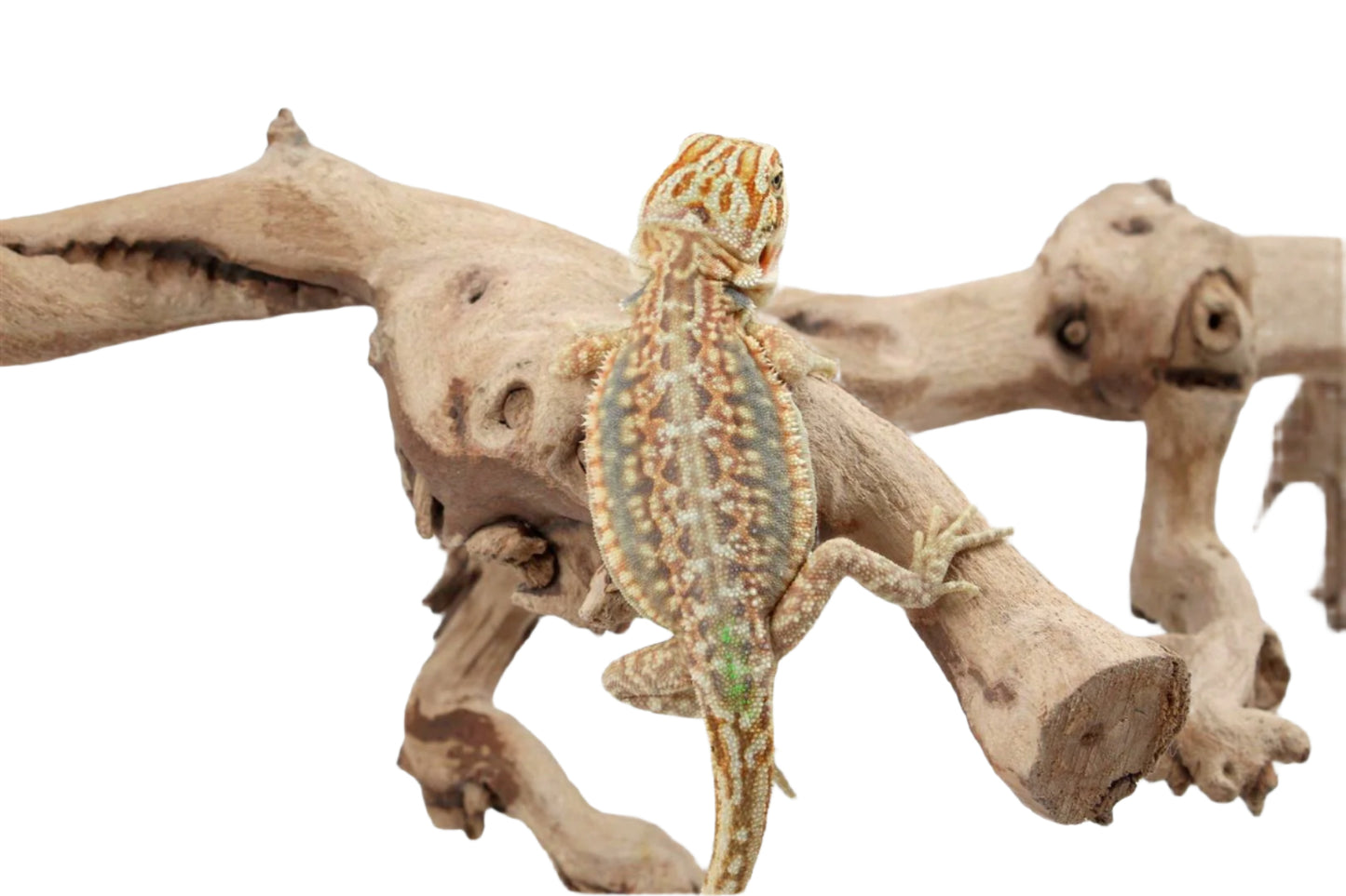 Hypo Citrus Leatherback Dunner Bearded Dragon
