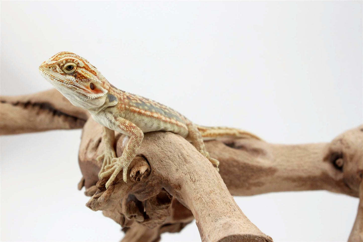 Hypo Citrus Leatherback Dunner Bearded Dragon