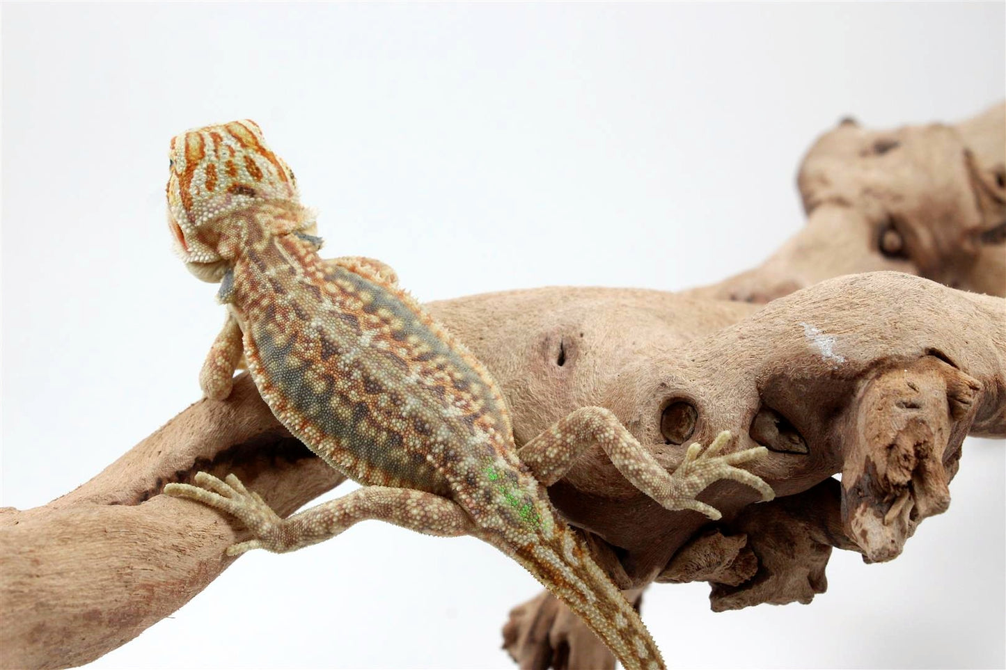 Hypo Citrus Leatherback Dunner Bearded Dragon