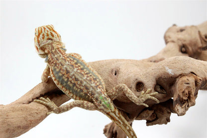Hypo Citrus Leatherback Dunner Bearded Dragon