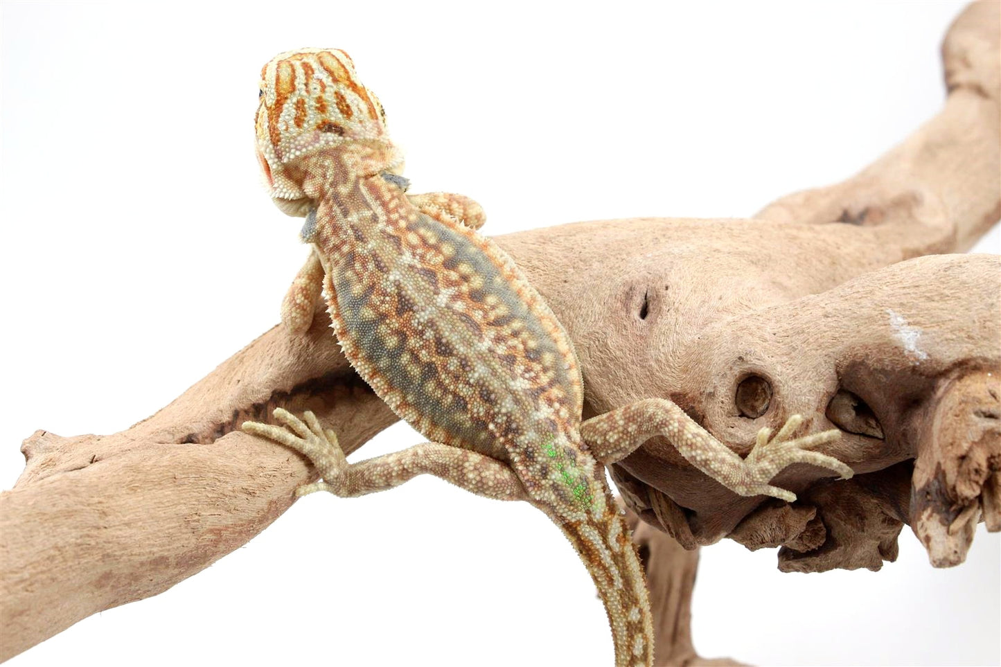 Hypo Citrus Leatherback Dunner Bearded Dragon