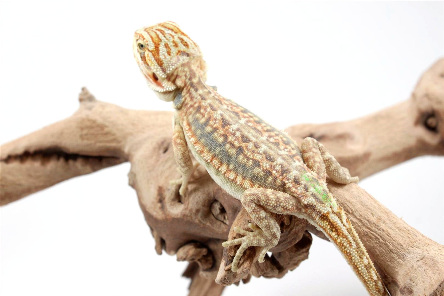 Hypo Citrus Leatherback Dunner Bearded Dragon