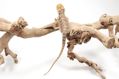 Hypo Citrus Leatherback Bearded Dragon
