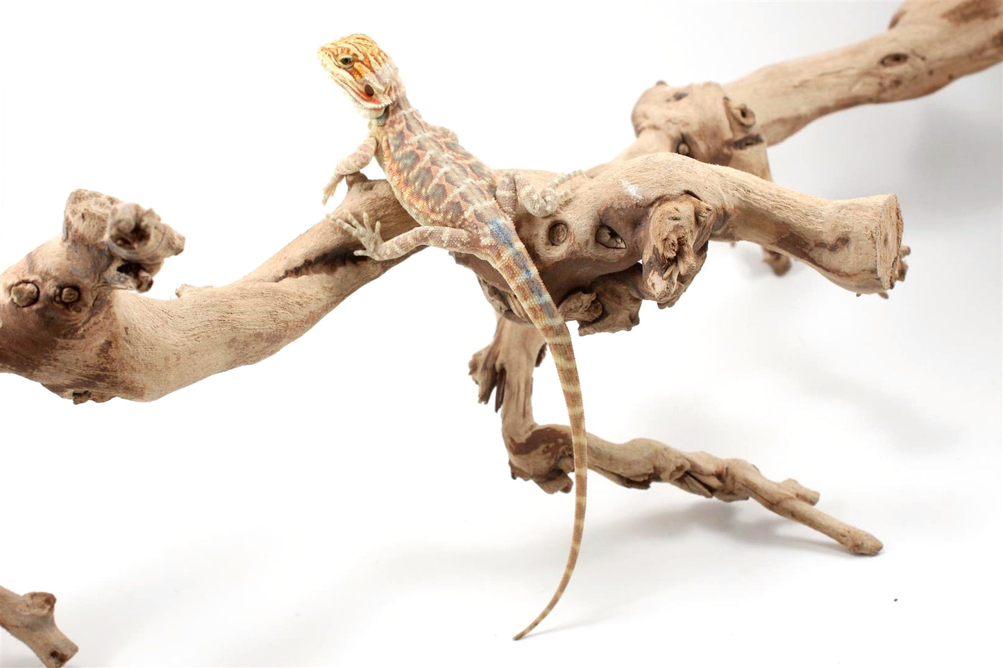 Hypo Citrus Leatherback Bearded Dragon
