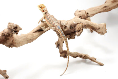 Hypo Citrus Leatherback Bearded Dragon