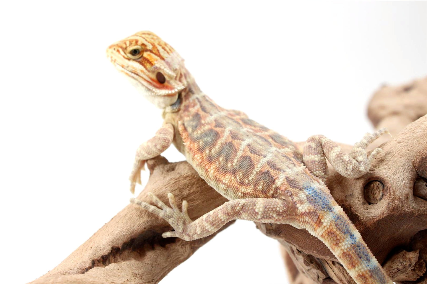 Hypo Citrus Leatherback Bearded Dragon