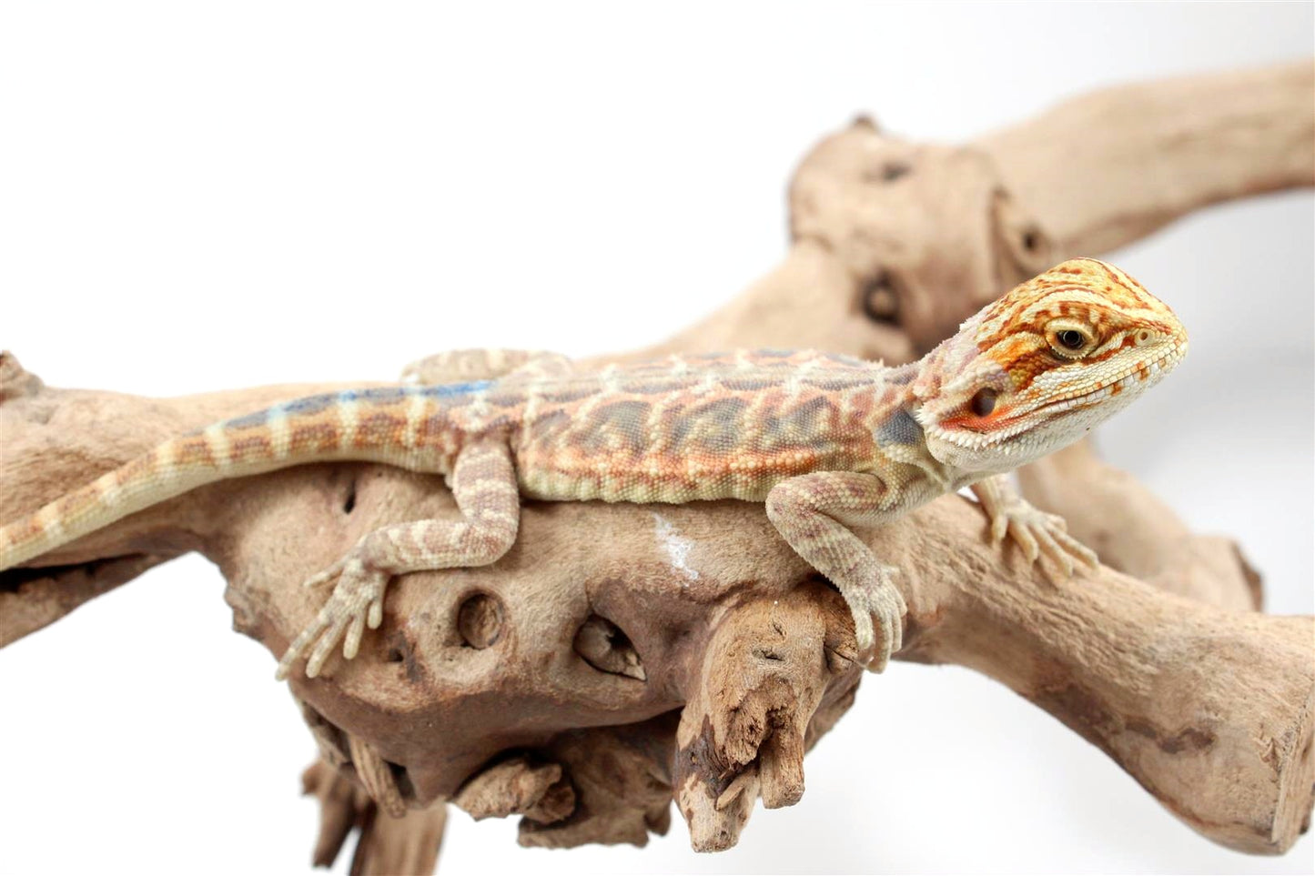 Hypo Citrus Leatherback Bearded Dragon