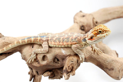Hypo Citrus Leatherback Bearded Dragon