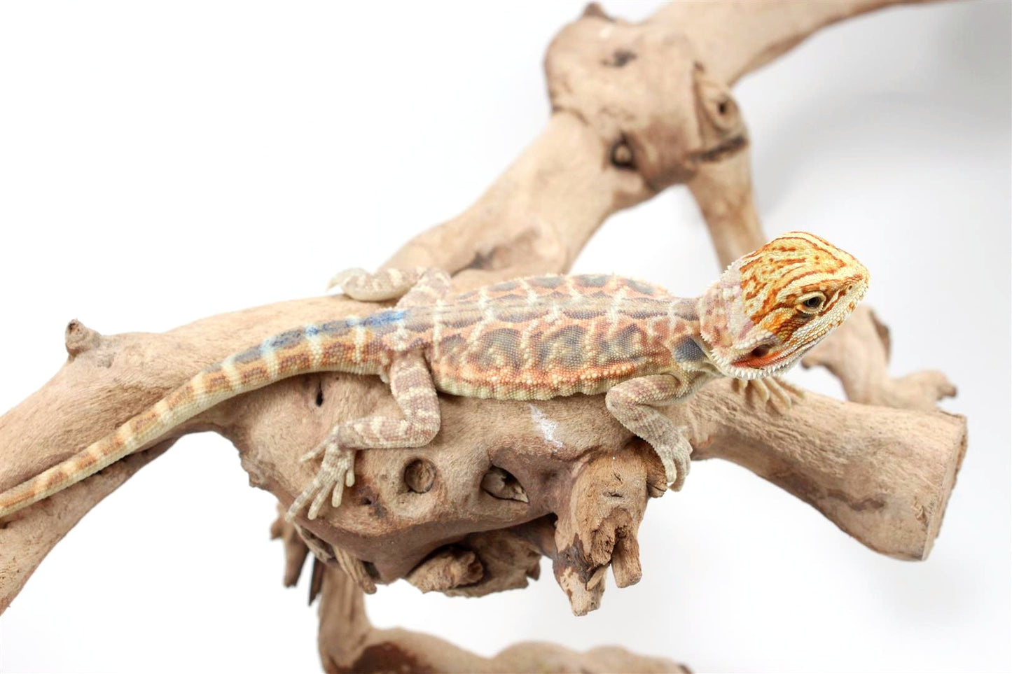 Hypo Citrus Leatherback Bearded Dragon