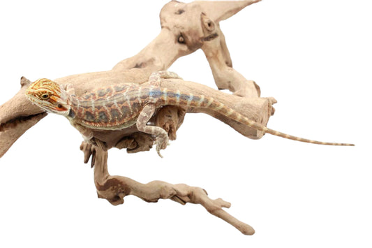 Hypo Citrus Leatherback Bearded Dragon