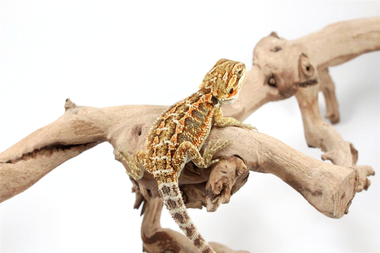 Orange Citrus Bearded Dragon