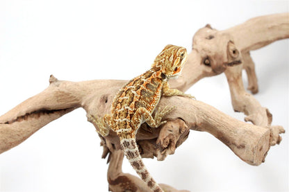 Orange Citrus Bearded Dragon
