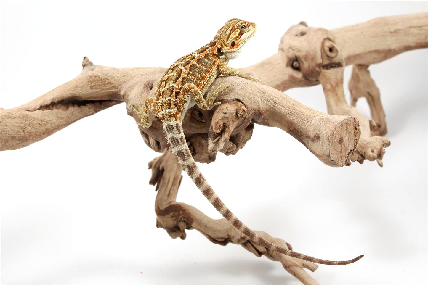 Orange Citrus Bearded Dragon